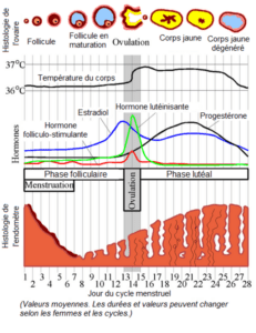 physiologie du cycle menstruel