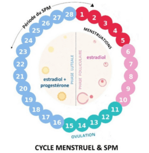 cycle menstruel et syndrome prémenstruel