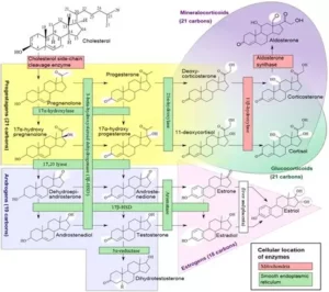 Stéroïdogénèse, cortisol et hormones sexuelles