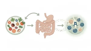 nfographie montrant le trajet des nutriments depuis l’assiette vers la digestion puis l’énergie cellulaire.