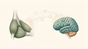 Schéma épuré montrant un muscle et un cerveau reliés par des signaux biologiques.